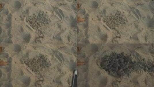 海龟破土而出的延时拍摄高清在线视频素材下载