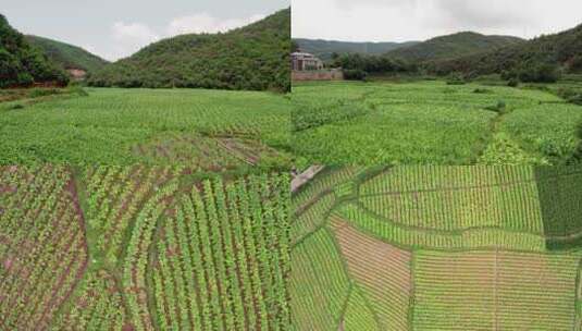 航拍烟草基地高清在线视频素材下载