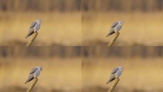栖息的黑翅鸢高清在线视频素材下载