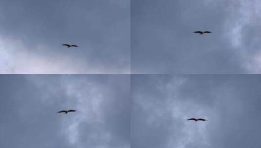 翱翔在天空中的老鹰飞翔高清在线视频素材下载