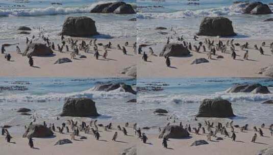 非洲企鹅组，巨石海滩高清在线视频素材下载