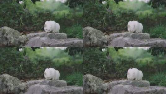 流浪猫白猫吃猫粮高清在线视频素材下载