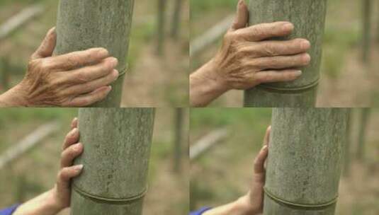 老人竹林中选择材料看竹子道具高清在线视频素材下载