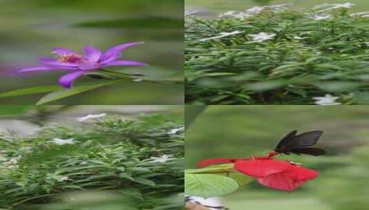 竖屏-4K-鲜花-蝴蝶高清在线视频素材下载