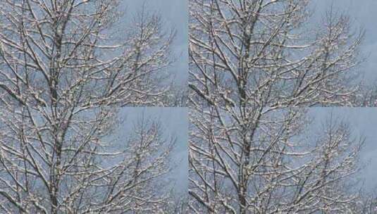 冬天白雪飘落覆盖树枝高清在线视频素材下载