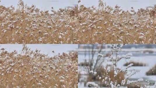 风雪中摇曳的芦苇荡高清在线视频素材下载