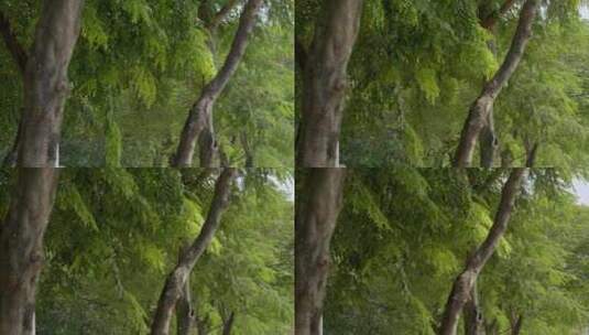 2023广州黄埔公园绿树森林植物树叶掉落高清在线视频素材下载