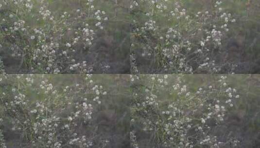 山野的各种花草与芦苇高清在线视频素材下载