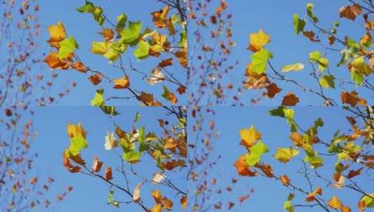 秋叶植物空镜素材高清在线视频素材下载