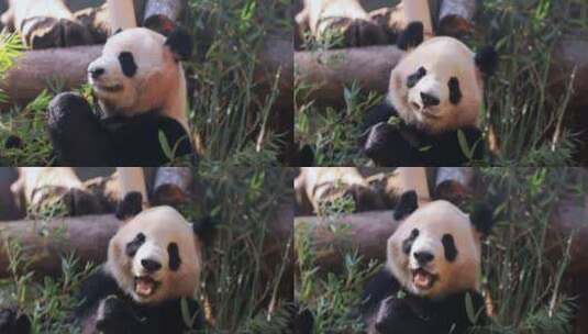 大熊猫吃竹子8K实拍高清在线视频素材下载