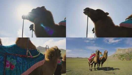 大草原骆驼行走骑骆驼的人精选素材4k高清在线视频素材下载