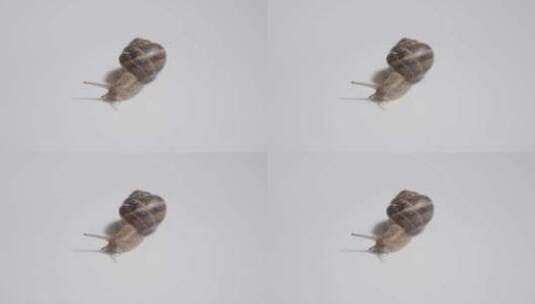 蜗牛缓慢的爬行高清在线视频素材下载
