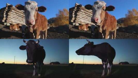 黄牛注视镜头和奶牛反刍特写视频片段高清在线视频素材下载
