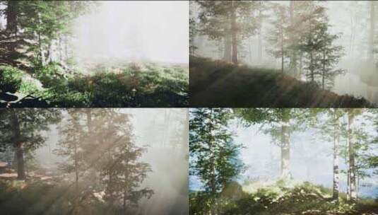 森林光影光线清晨生态树林晨雾高清在线视频素材下载