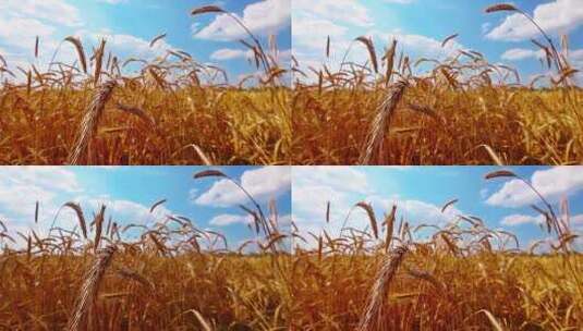 蓝天白云下麦田里的金色麦穗高清在线视频素材下载