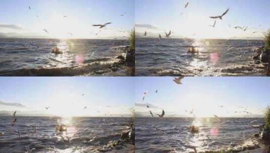 云南大理洱海日出海鸥飞翔唯美高清在线视频素材下载