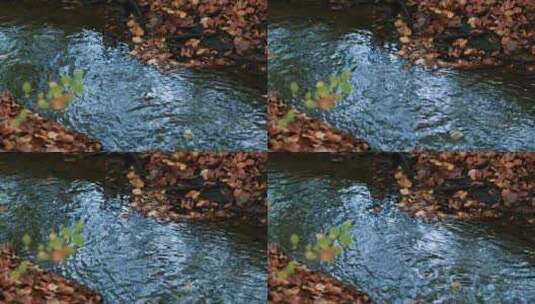 树林河流落叶小溪小河高清在线视频素材下载