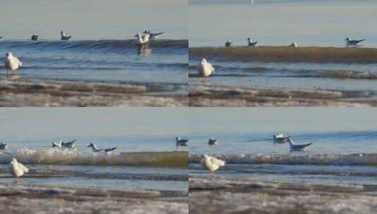 海鸟海浪高清在线视频素材下载