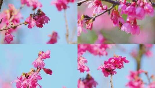 春暖花开春天樱花蜜蜂采蜜高清在线视频素材下载