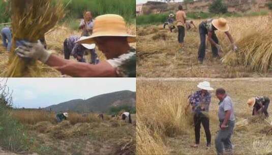 传统手工收割小麦高清在线视频素材下载