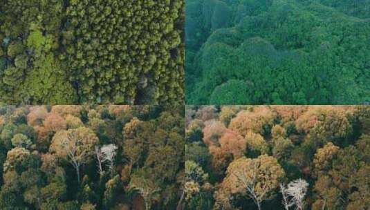 森林大自然树林氧吧森林空气环保大自然树木高清在线视频素材下载