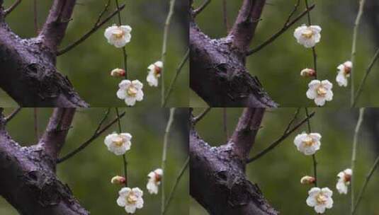 春天雨雪中的梅花花朵特写高清在线视频素材下载
