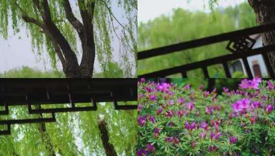 春天秋天公园植物园杜鹃花花朵杨柳柳树柳叶高清在线视频素材下载