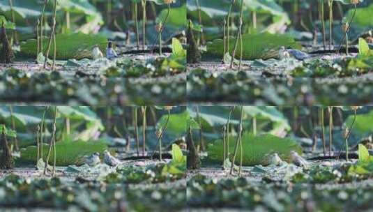 夏季荷塘须浮鸥幼鸟吃鱼过程特写视频高清在线视频素材下载