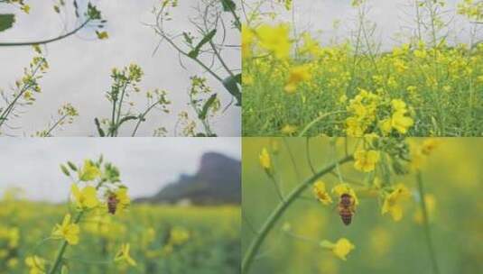 春天蜜蜂油菜花高清在线视频素材下载