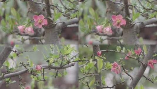 春 皱皮木瓜花儿高清在线视频素材下载