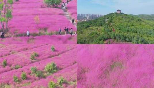 航拍粉黛乱子草高清在线视频素材下载