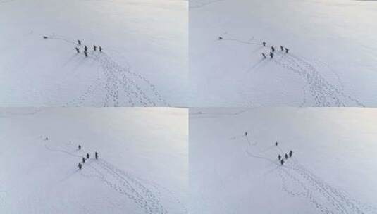 有趣的巴布亚企鹅步行北极雪鸟瞰图高清在线视频素材下载