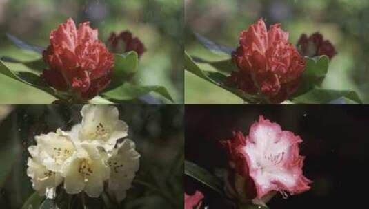 5K-雨中杜鹃，杜鹃花开，花朵水滴慢镜头高清在线视频素材下载