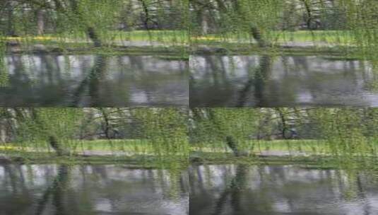 （慢镜）春天湖边的柳树柳条发芽生机勃勃高清在线视频素材下载