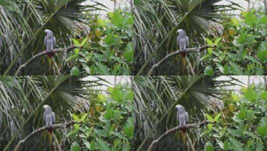 一只雄伟的非洲灰鸟站在雨林的树枝上的慢动高清在线视频素材下载