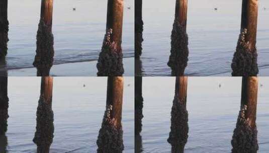 日出后，两只海鸥在沉入大海的旧木杆后面向高清在线视频素材下载