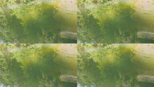 特写被映射在水里树木倒影高清在线视频素材下载
