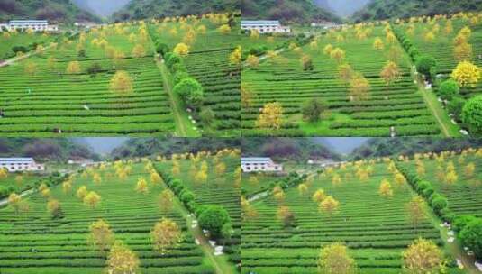 广东清远乡村盛开着黄花风铃花的茶园航拍高清在线视频素材下载