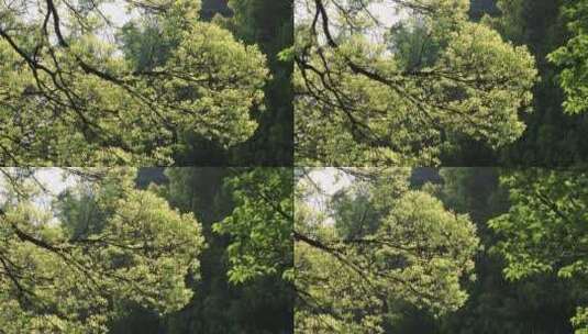 阳光下明亮的树叶 深色背景高清在线视频素材下载