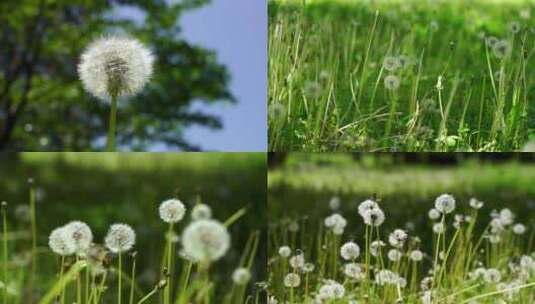 （合集）阳光下草地里蒲公英自然治愈风景高清在线视频素材下载