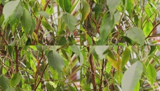 特写宏浇水从室内植物的气溶胶高清在线视频素材下载