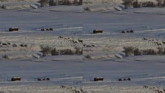 新疆北疆阿勒泰喀纳斯冬季雪景童话世界航拍高清在线视频素材下载