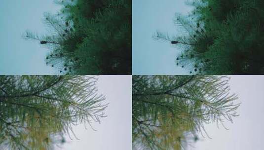 日系唯美天空树叶空镜头胶片感电影感高清在线视频素材下载