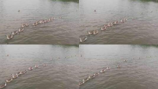 成群结队湖中游泳的鹅高清在线视频素材下载