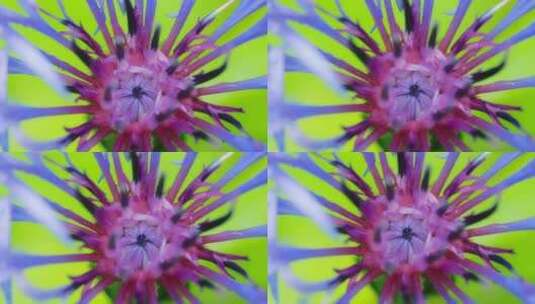 花，花，紫色，半人马座高清在线视频素材下载