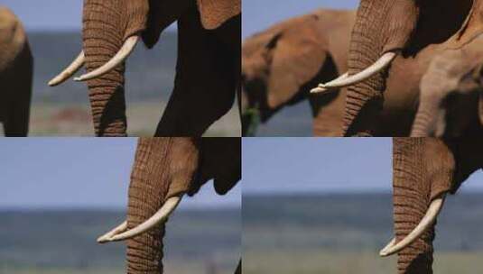 大象、象牙、象牙、哺乳动物高清在线视频素材下载