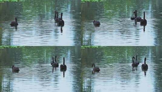 夏天雨水下雨天池塘水面觅食的黑天鹅高清在线视频素材下载