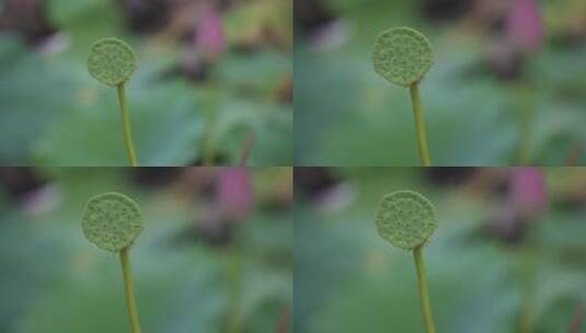 公园 夏天 北方 唯美 旅游 出游高清在线视频素材下载