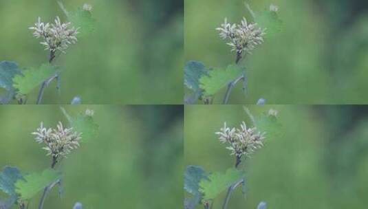 雨中清新植物白色小花特写高清在线视频素材下载