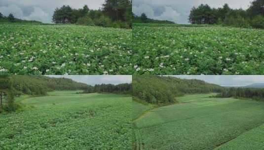 农业粮食丽江洋芋土豆田地高清在线视频素材下载